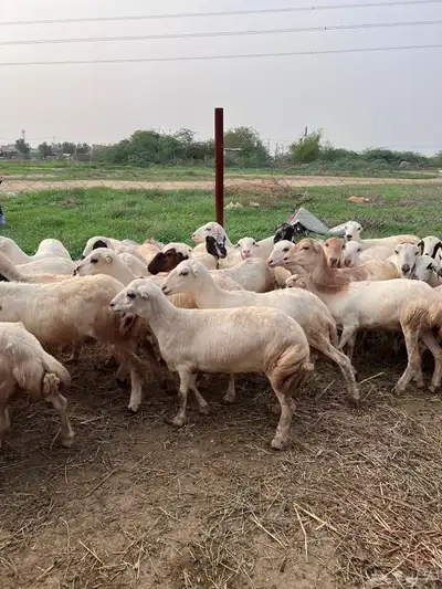رخيل رفيدي صنف فاخر index
