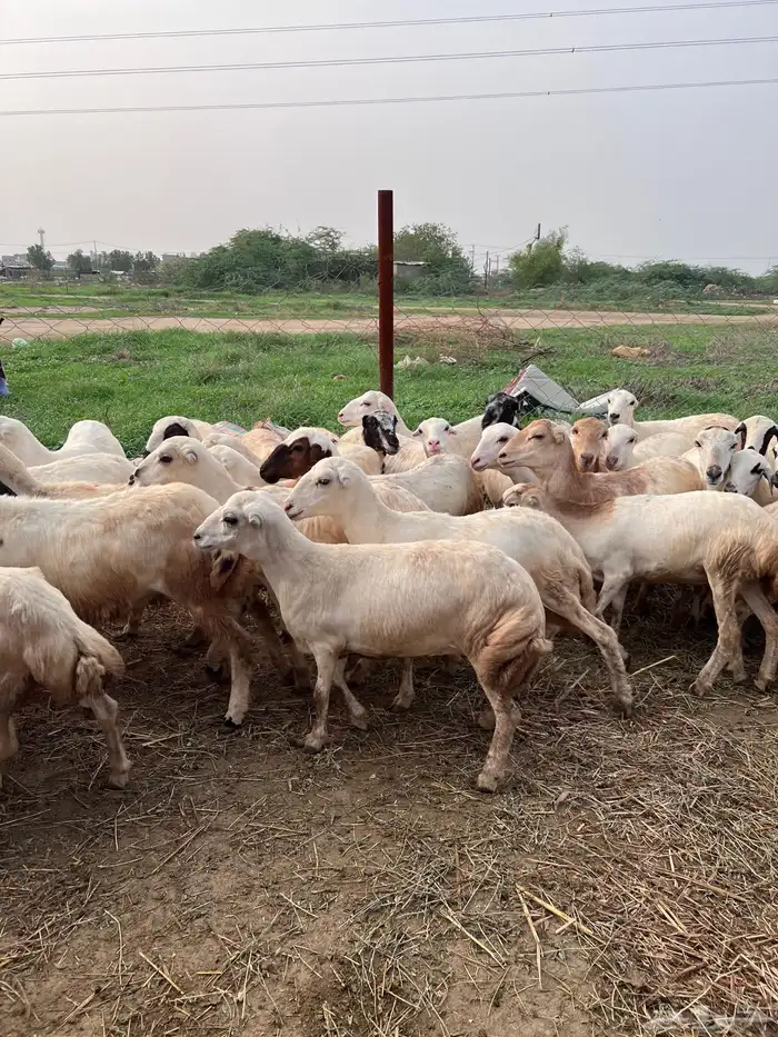 رخيل رفيدي صنف فاخر 4