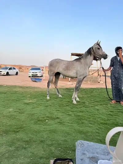مهره واهو 0