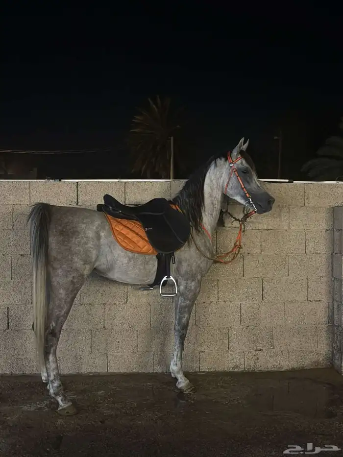 حصان واهو 1