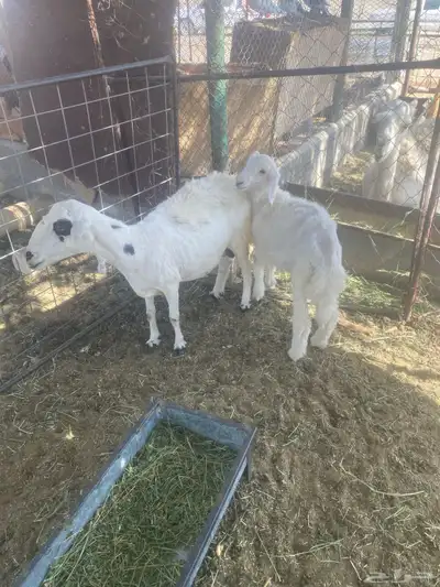 للبيع شاه رفيديه 0