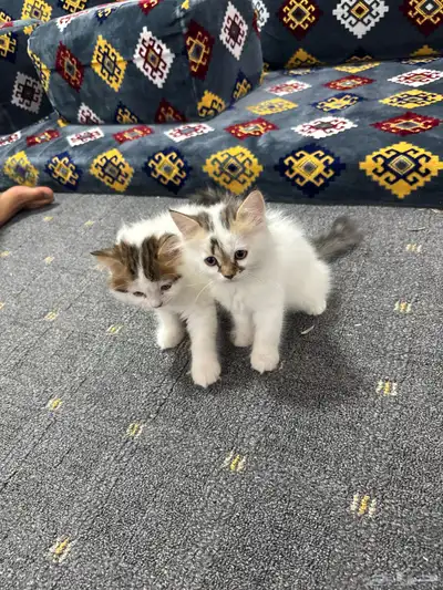 قطط هملايا 0
