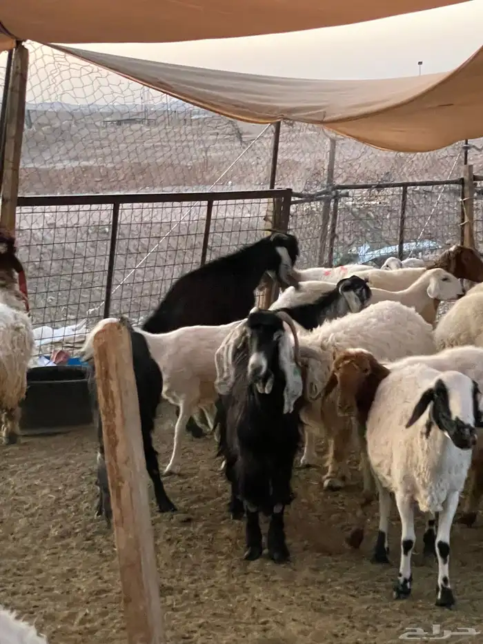 تيس طيب عارضي مشروع فحل شق توم 0