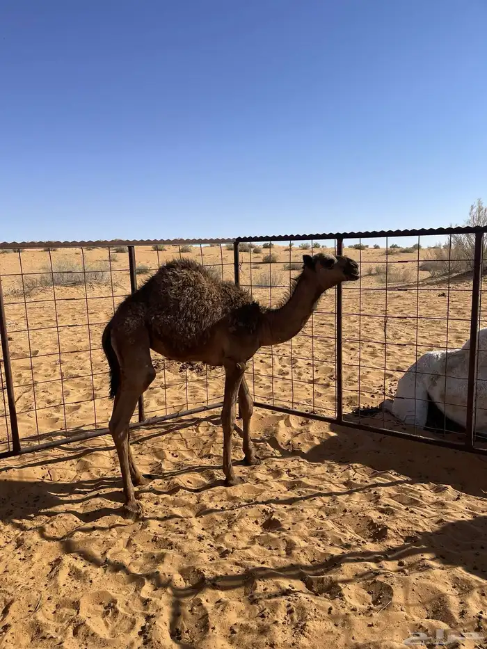 للبيع بكره 1
