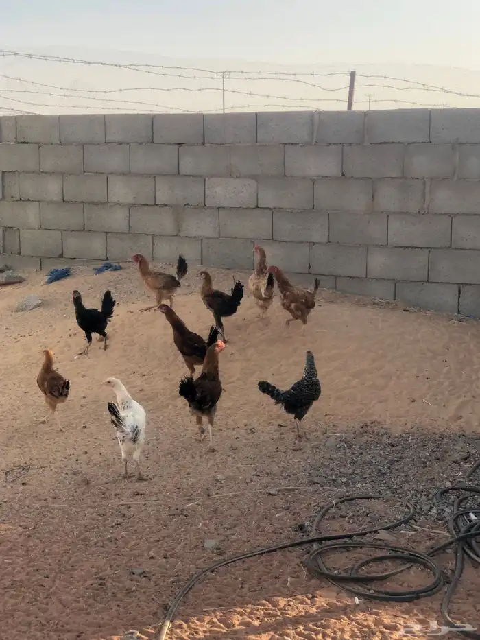 دجاج بلدي 4 شهور 0