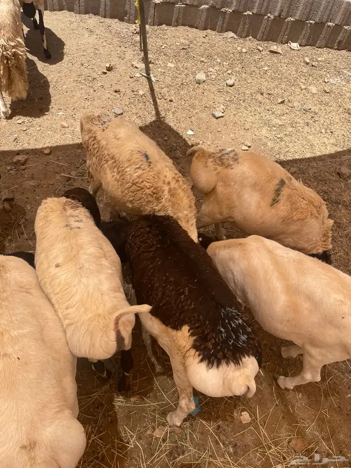 بربري للبيع 0
