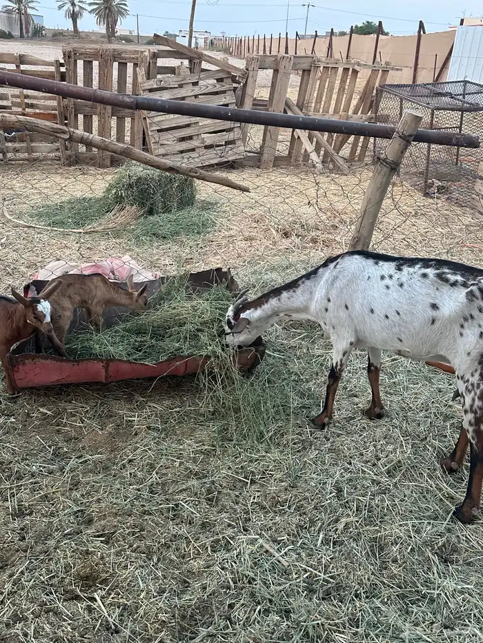 عنزين تحتها اربعه 3