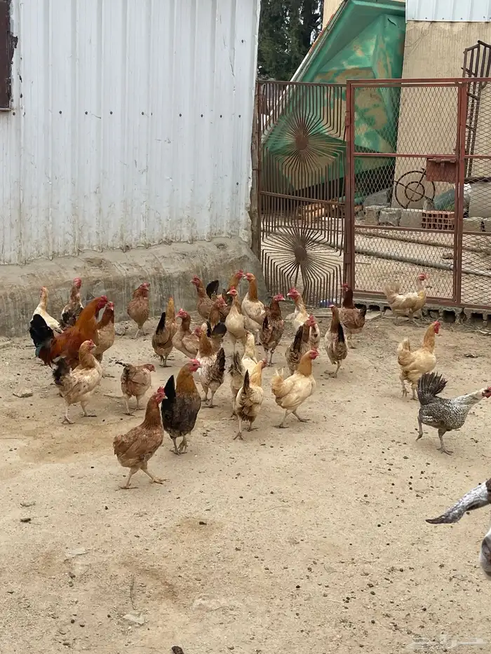 دجاج بلدي بياض للبيع 4