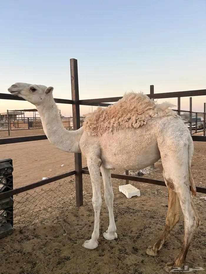 بكره للبيع السن مفروده 0