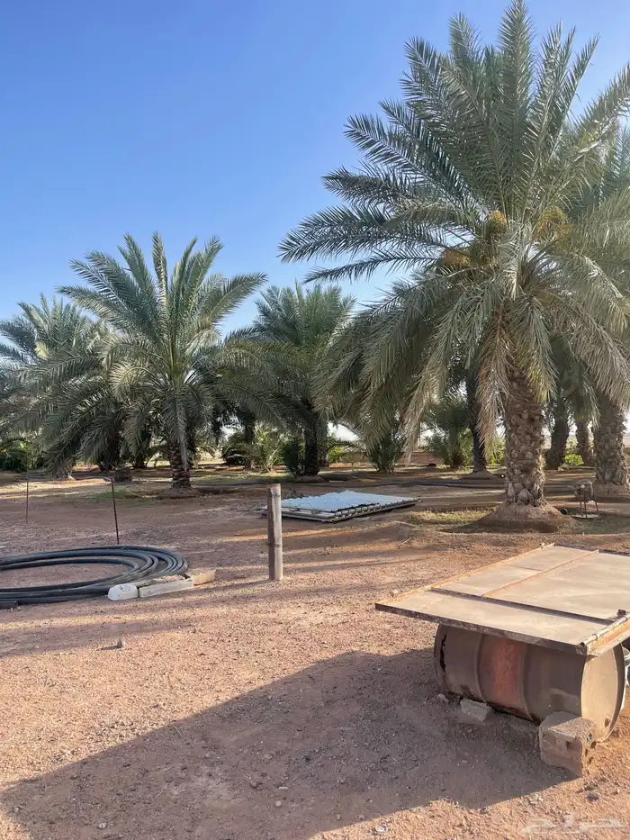 حائل الشنان 3