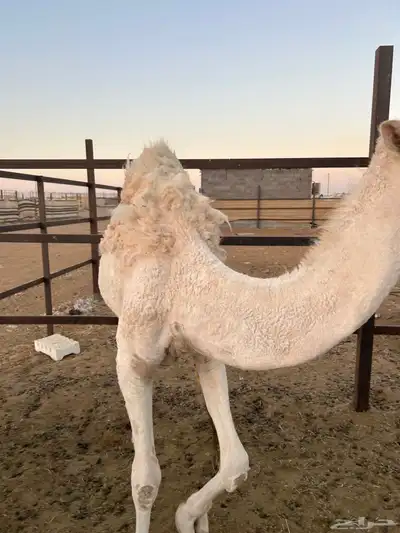 بكره للبيع السن مفروده index