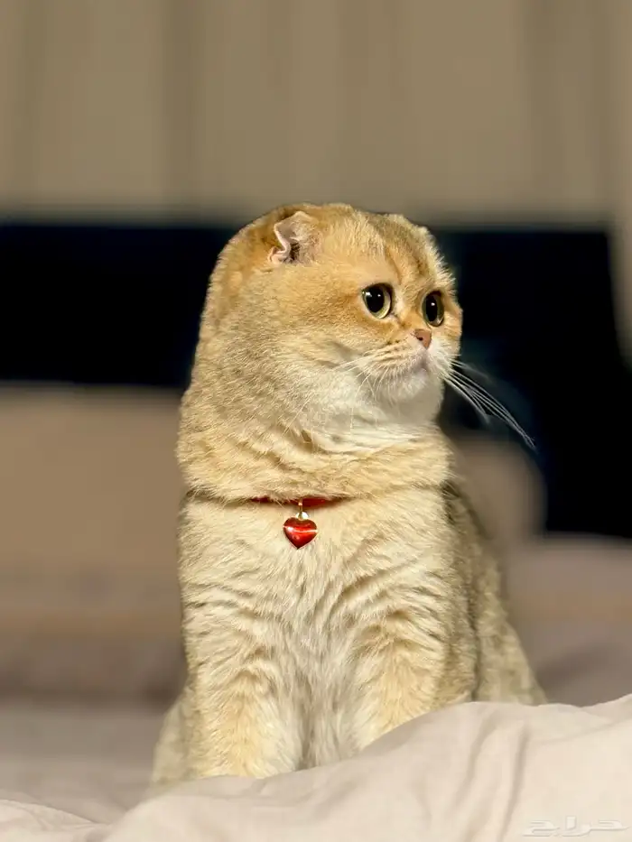 تزاوج ذكر سكوتش سلالة نقية 2