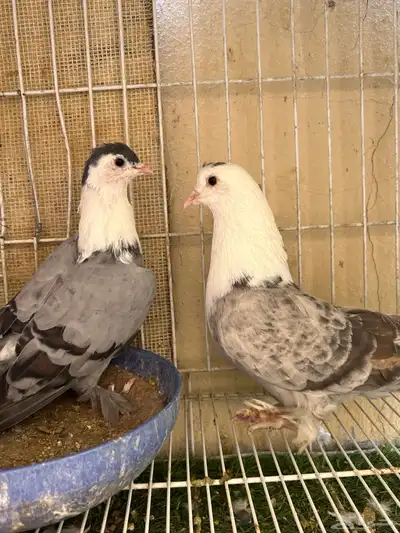جوز لبناني index