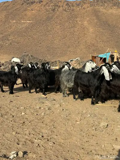 معزا عوارض اصل صنف الصنف index