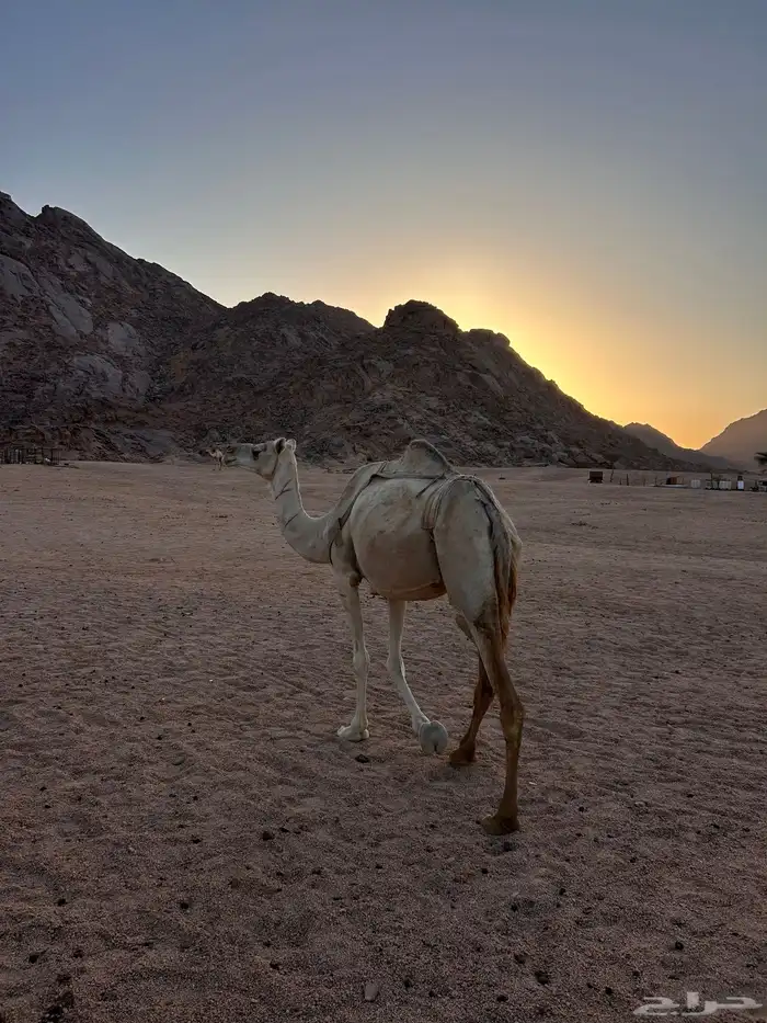 للبيع الناقه 2