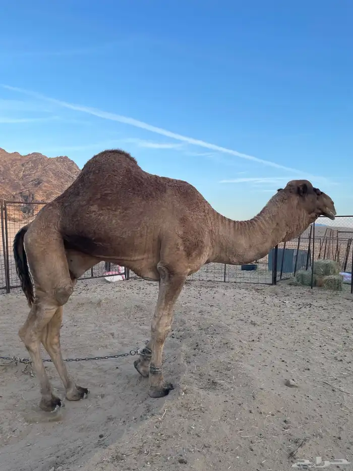 جمل احمر كفو للبيع 1