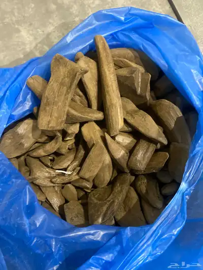 عود موروكي 0