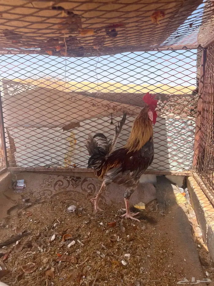ديك عربي اصيل طويل 1