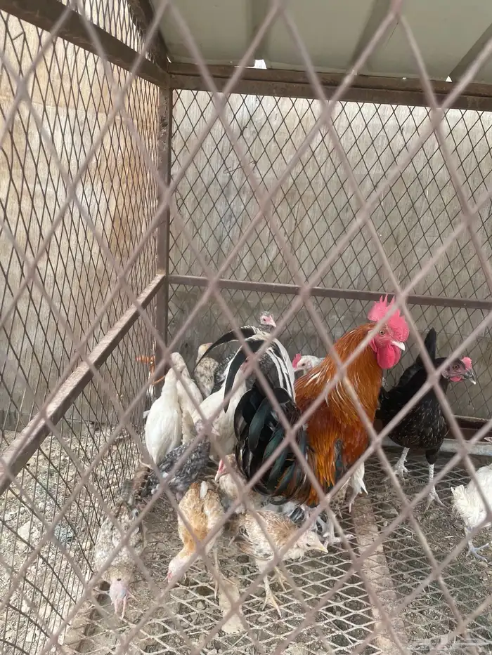 دجاجه مفرخه للبيع 0