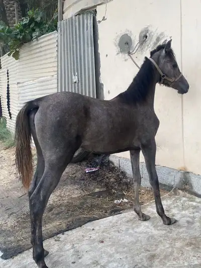 مهره شعبيه index