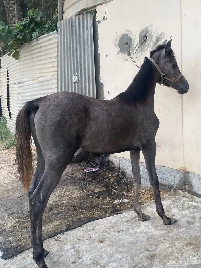 مهره شعبيه 1