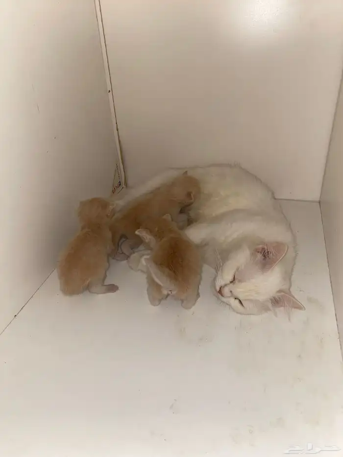قطه شيرازيه مع ثلاثه صغار للبيع 2