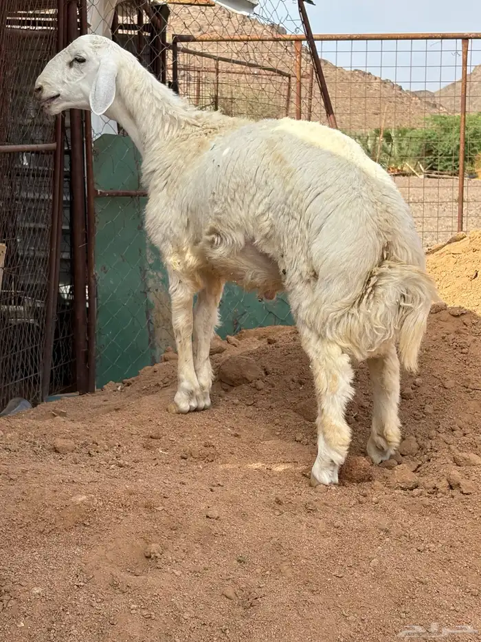طلي 0