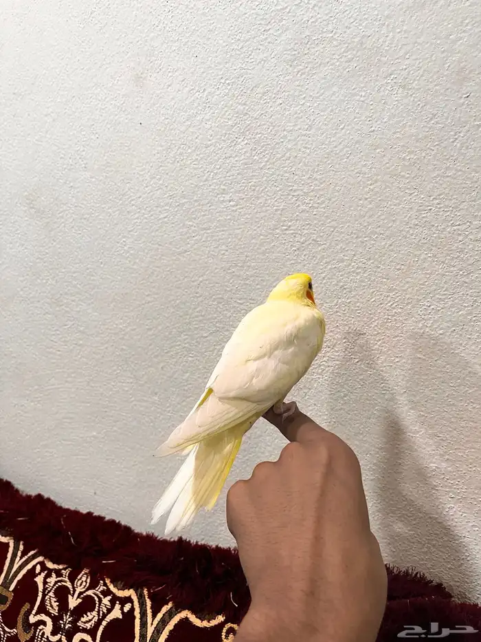 كروان نهاية غر 0