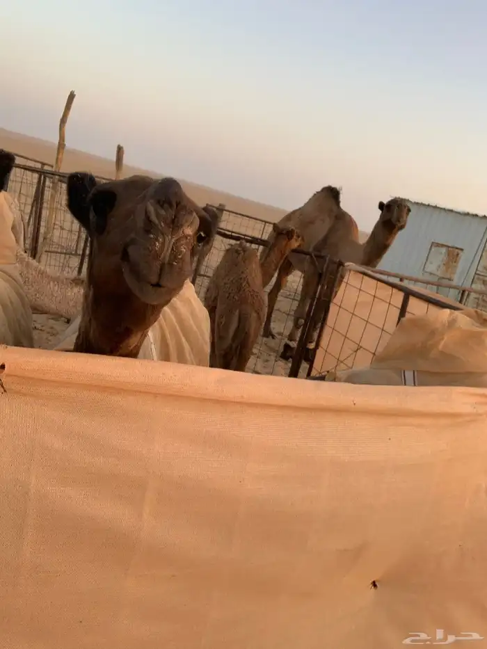 فحل اصفر منتج 2