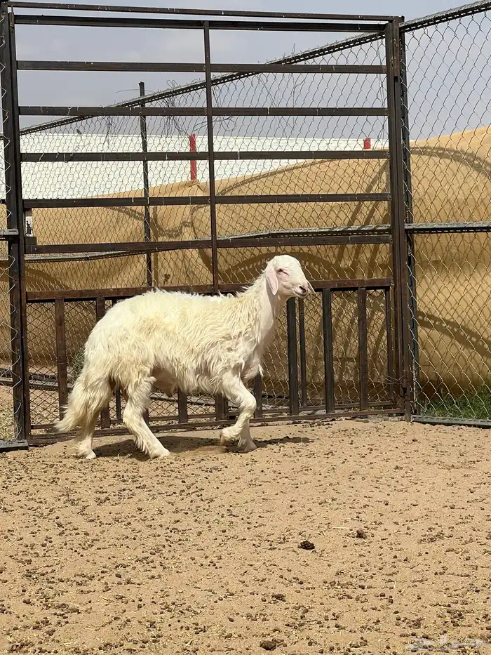 فحل جذع اصفر ابرص فاخر (تم البيع) 1