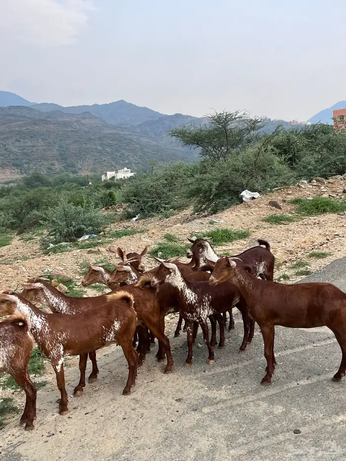 خبيش وشح دهم تأسيس مراح 1