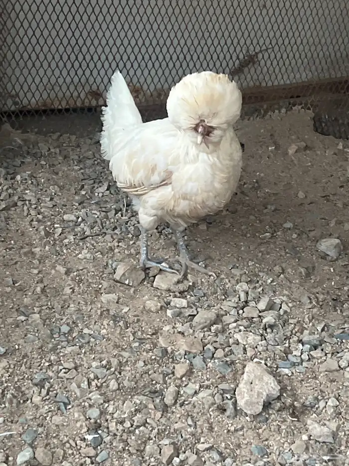 دجاج بولش 6
