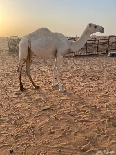 بكره index