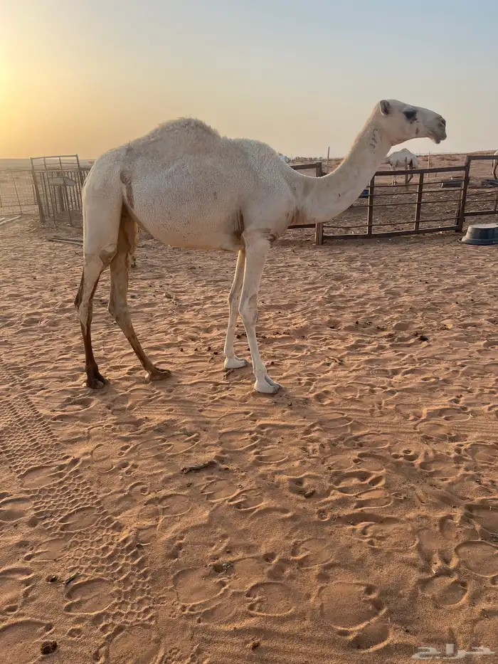 بكره 1