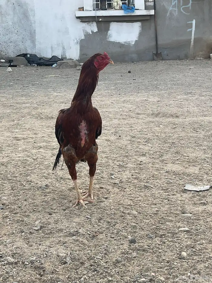 دجاج باكستاني 4