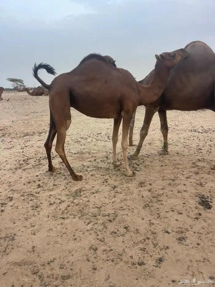 ناقه لقحه 3