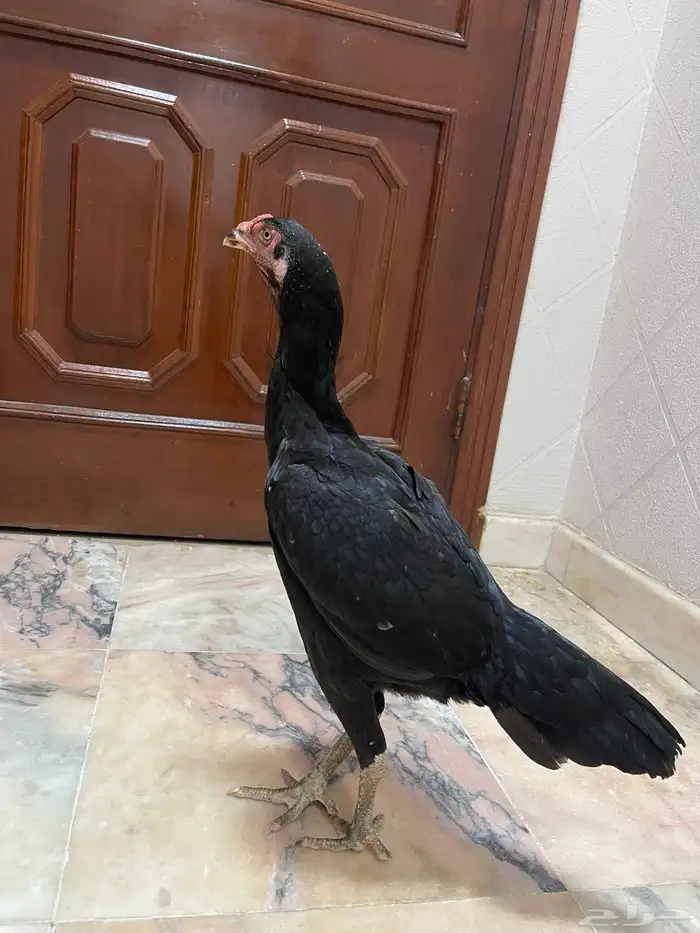 دجاج باكستاني سندي 1