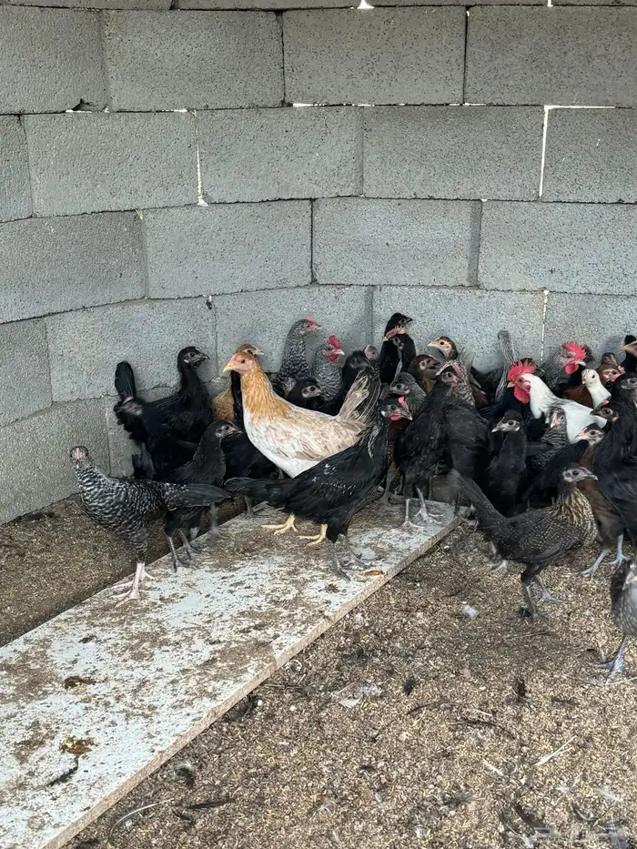 فراريج بلدي 6
