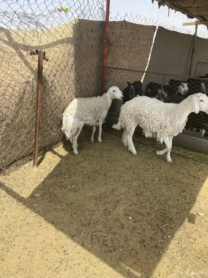 ارخال مقنوي 5
