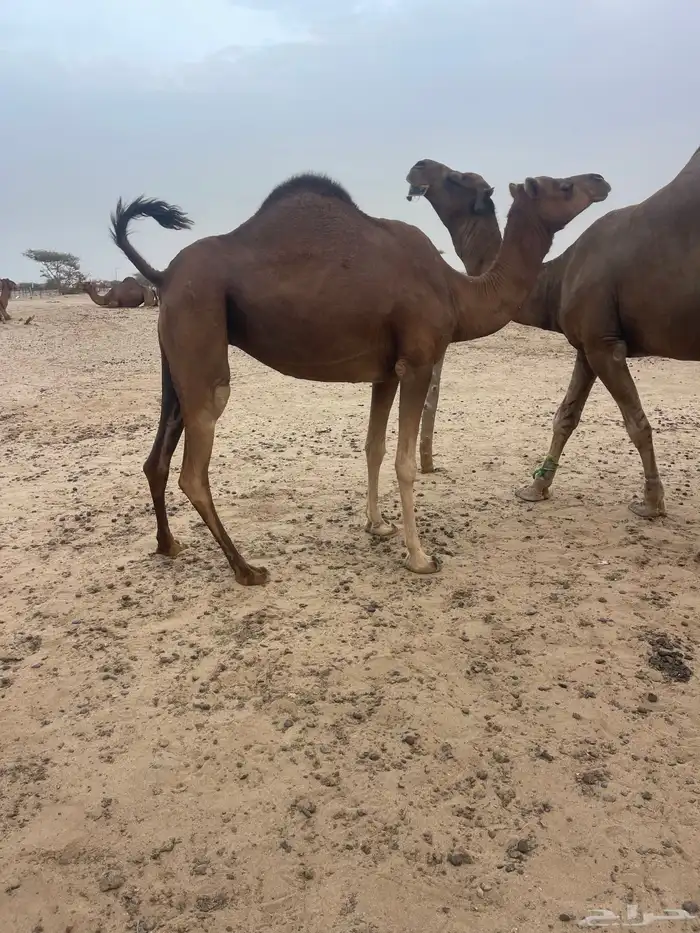 ناقه لقحه 4