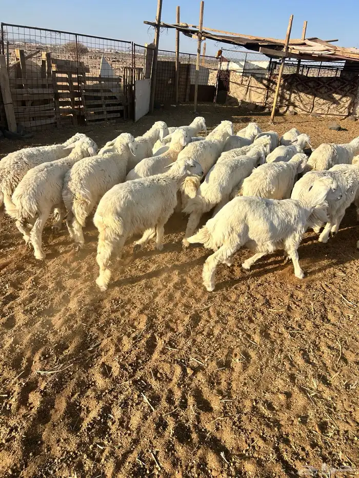بهم تربيه فاخر من 2 ونص الى 5 شهور 2