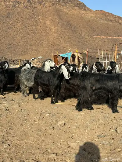 معزا عوارض اصل صنف الصنف index