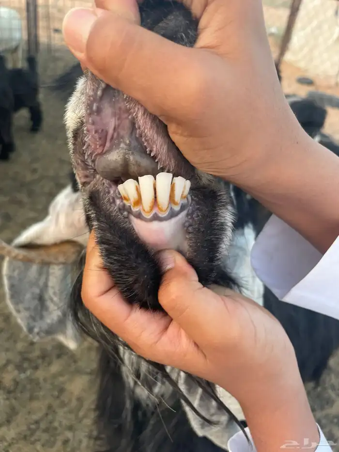 فحل عارضي شرط القريع وله انتاج 1