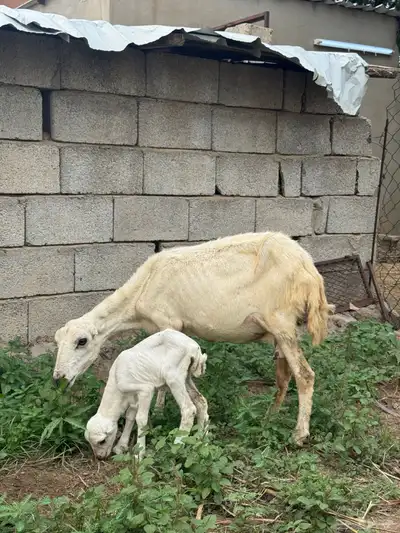 نعجه منتوج 0