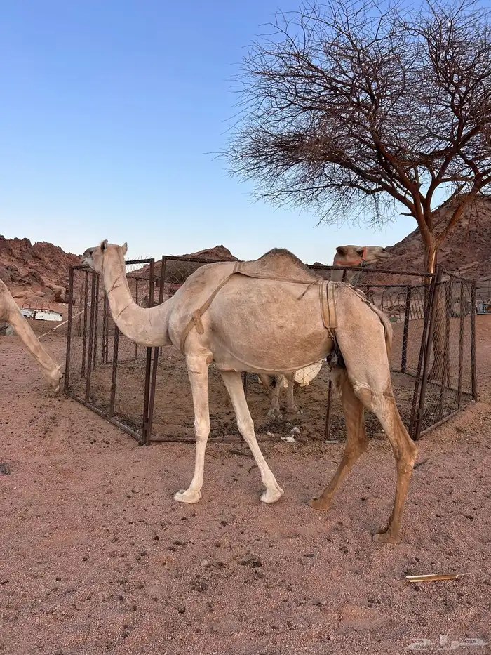 للبيع الناقه 1