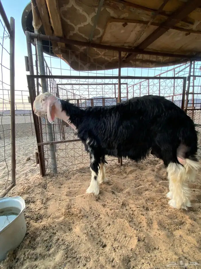 خروف نجدي صنف 3