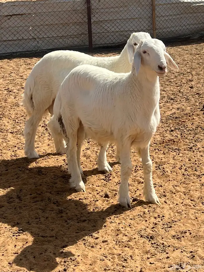 طليان مشاريع فحول 1