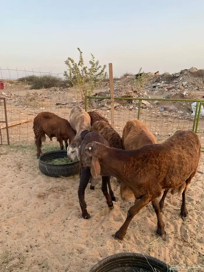 طليان سواكن جذعان للبيع مرابي 4