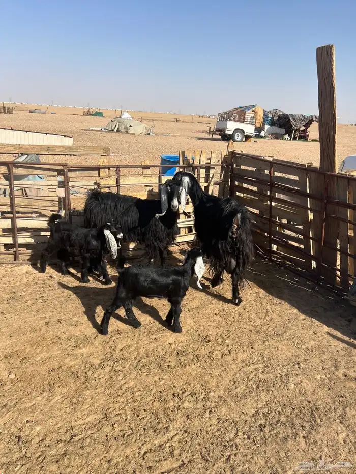 معزا عوارض رغايث 2
