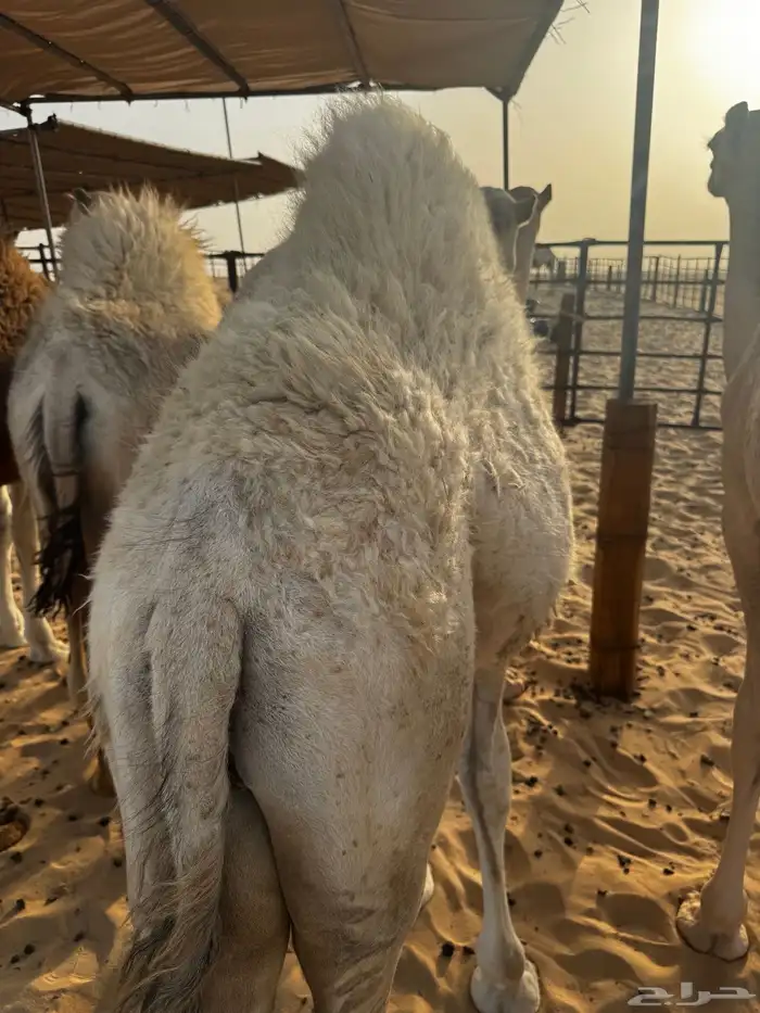 للبيع قعود فل شحم 7 شهور 4